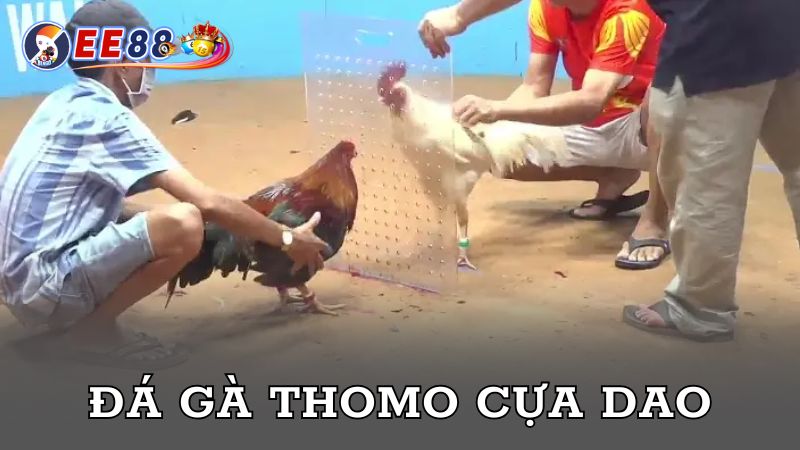 Đá gà Thomo cựa dao kịch tính