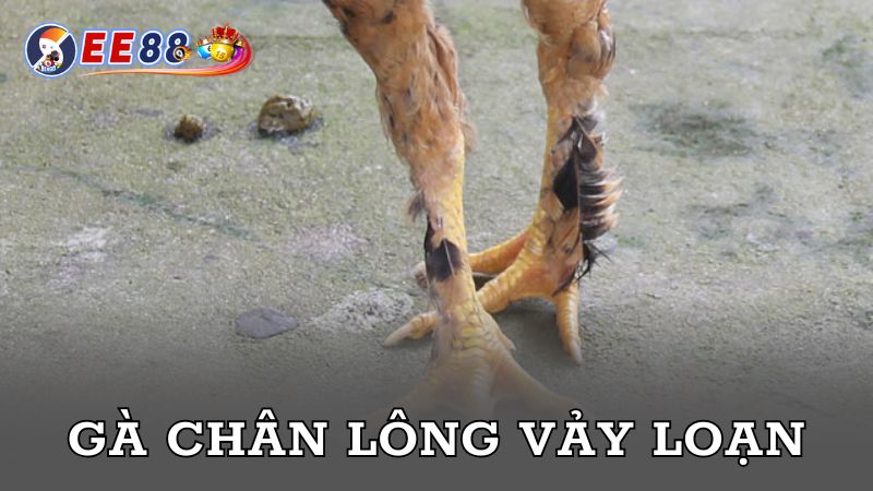 Gà chân lông vảy loạn khá đặc biệt