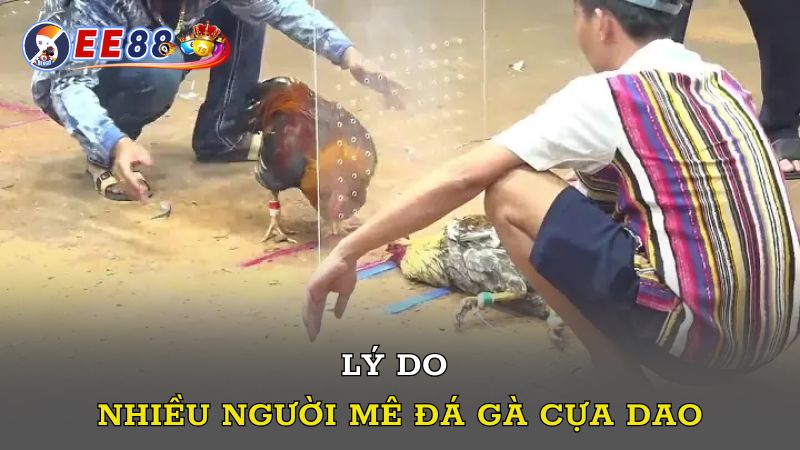 Lý do nhiều người mê đá gà cựa dao