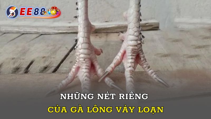 Những nét riêng của gà lông vảy loạn