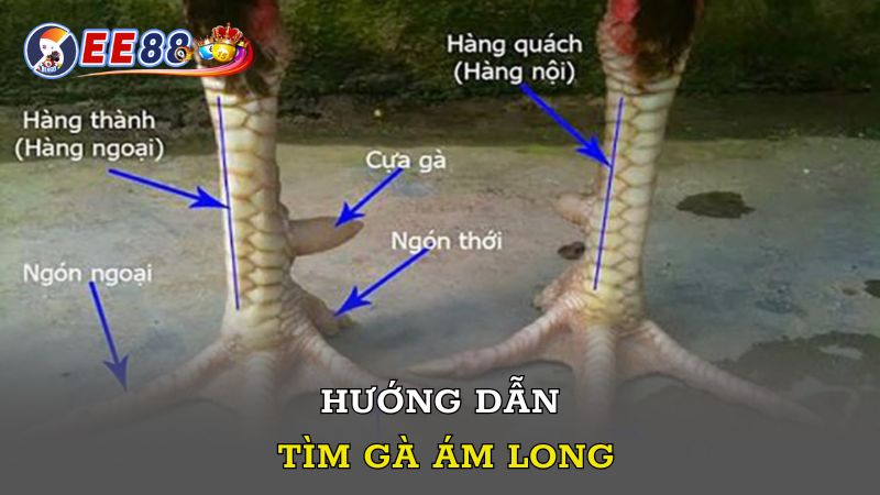 Hướng dẫn tìm gà Ám Long