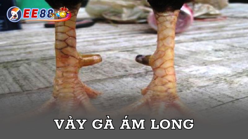 Vảy gà Ám Long khá đặc biệt